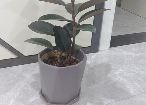 八角花盆适合养什么花 植物说