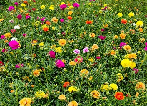 庭院适合养什么花 植物说