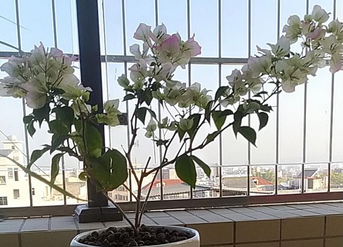 秋冬天适合养什么花 植物说