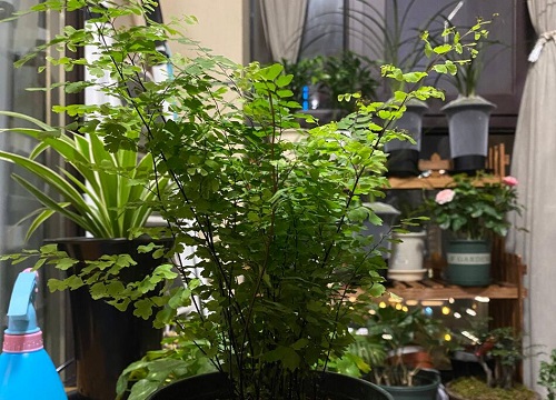 卧室干燥适合养什么花加湿 植物说