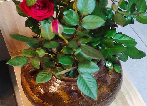 玫瑰花能在室内养吗