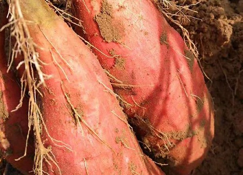 红薯是一年生还是多年生植物