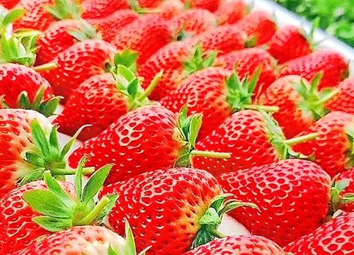 草莓是一年生还是多年生