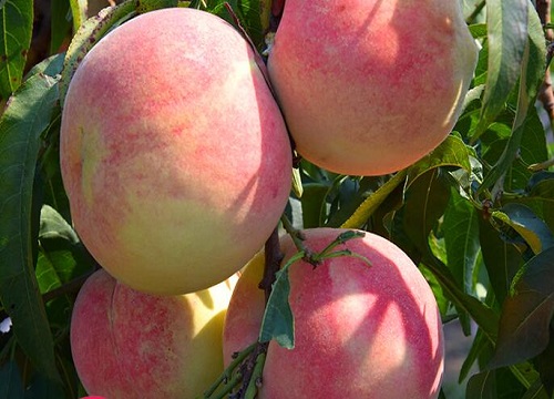 桃子成熟的季节是几月