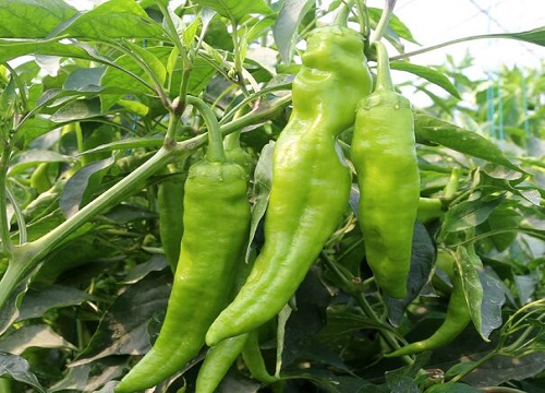 辣椒成熟的季节是几月