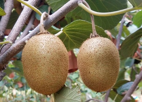 猕猴桃成熟的季节是几月