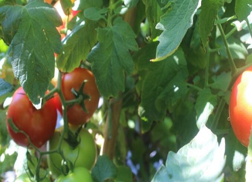 西红柿成熟的季节是几月