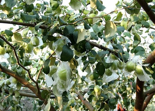 青枣成熟的季节是几月