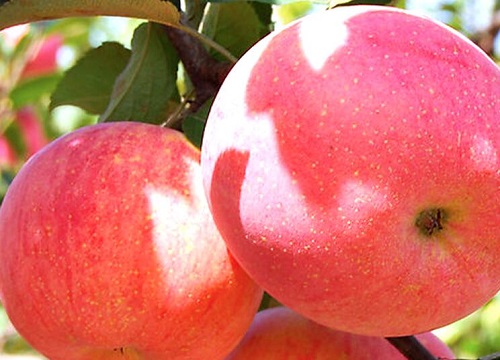 苹果能吸收甲醛吗