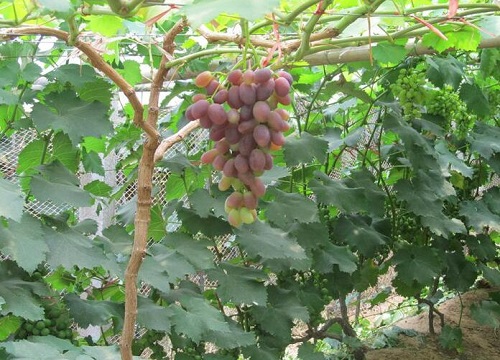葡萄树能活多少年