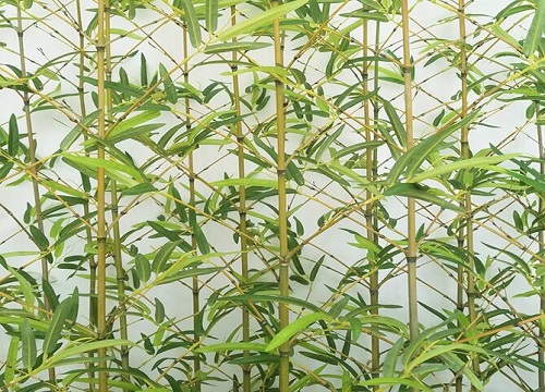 竹子能活多少年