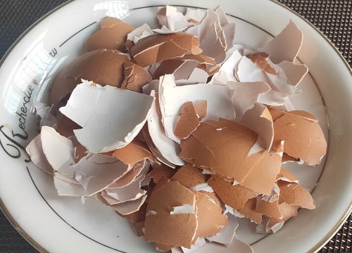 熟鸡蛋壳可以做花肥吗