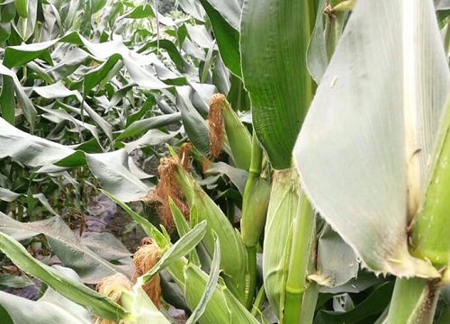 玉米耐旱吗