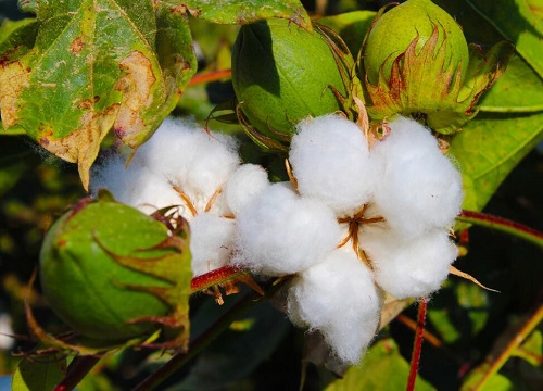 棉是什么植物