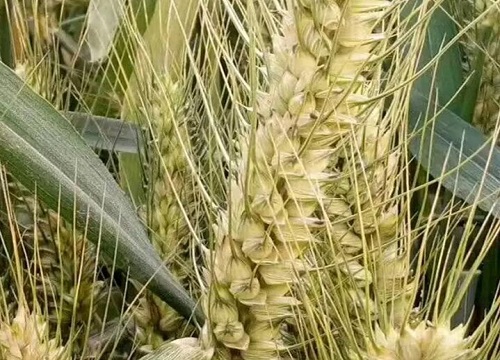 小麦是双子叶植物吗