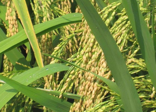 水稻是双子叶植物吗 是单子叶还是双子叶