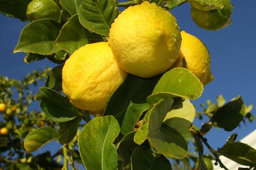 柠檬树浇水的正确方法