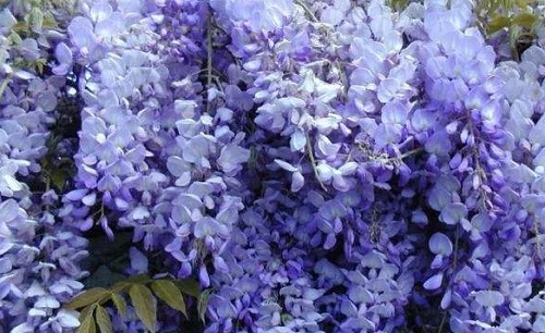 紫藤萝适合什么环境生长 养殖环境条件
