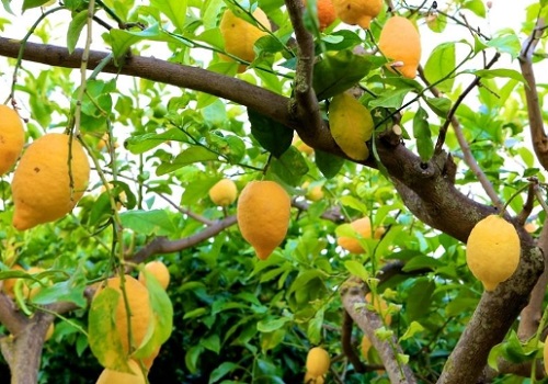 柠檬黄叶病用什么药效果好 病因及防治方法