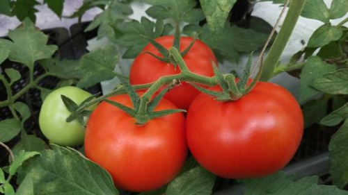 西红柿钻心虫防治方法
