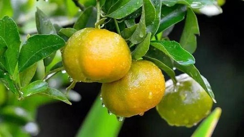 柑橘钻心虫防治方法 打什么农药好