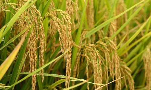 水稻钻心虫防治方法