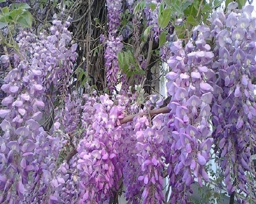 庭院种紫藤好吗 适合栽在庭院什么位置