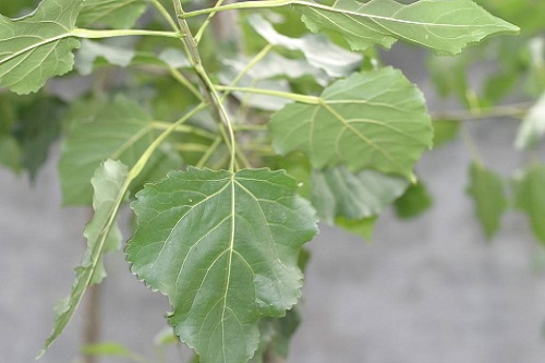 杨树叶子表面光滑程度图片