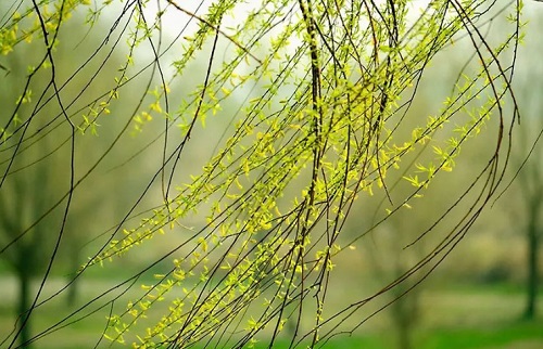 柳树的花期是在春天,通常是在农历的2