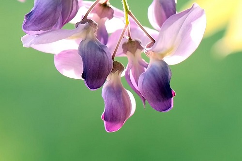 紫藤几月份开花