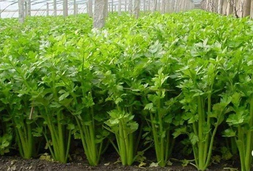 芹菜种植时间 什么时候栽种最好