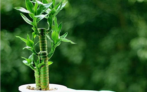 水培发财竹怎么养才能更旺盛