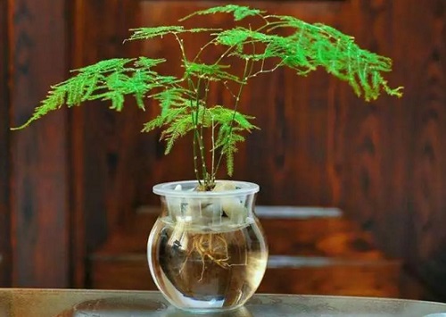 水培文竹怎么养才能更旺盛