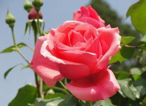 玫瑰花怎么种 种植时间与技巧