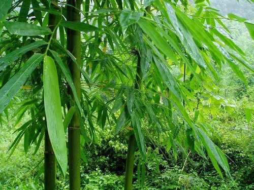 竹子是树吗 长什么样子（图片）