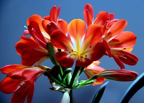 君子兰的花是什么颜色 长什么形状样子