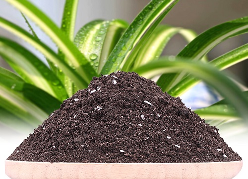 吊兰用什么土栽培最好 种植土质配制方法