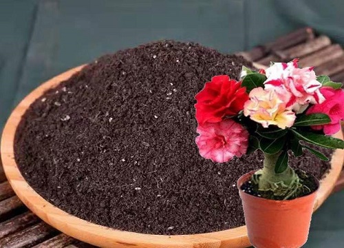 沙漠玫瑰怎么配土 种植土壤配制方法