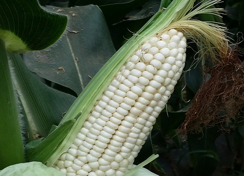 玉米什么季节成熟 几月份采摘上市