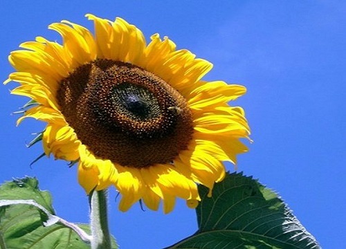 向日葵的生长习性特点 生长过程的规律特性