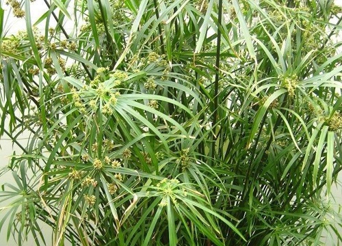 棕竹是什么植物