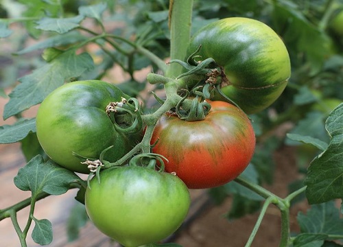 番茄是双子叶植物吗叶