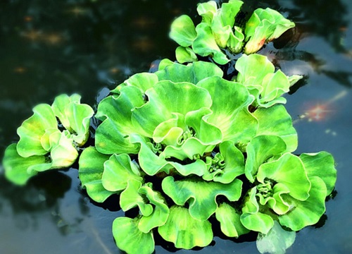 水浮莲种类图片