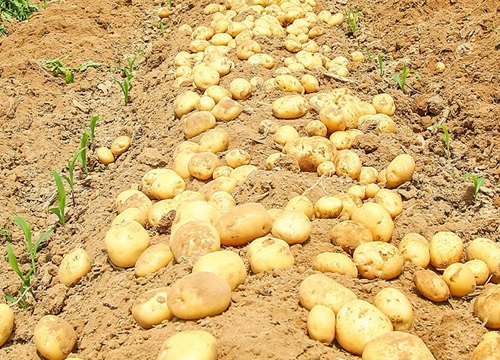 土豆是被子植物吗