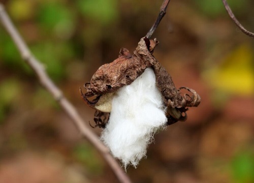棉花是农作物吗