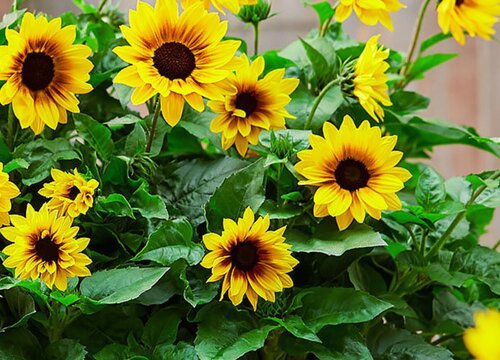 阿司匹林可以浇太阳花吗