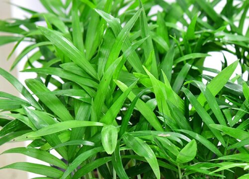 富贵竹能浇硫酸亚铁吗