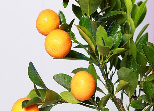 橘子树能浇硫酸亚铁吗