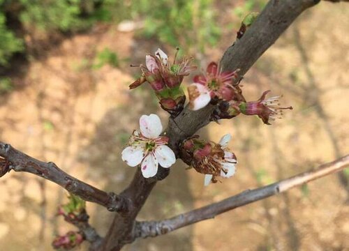 果树落果怎么办