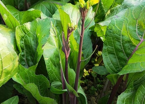 红菜苔冬天会冻死吗 植物说